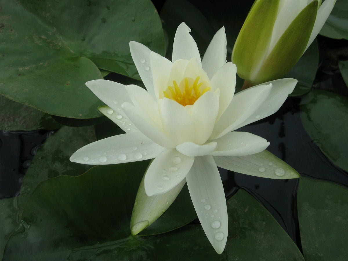 Nymphaea Alba - Native White Water Lily