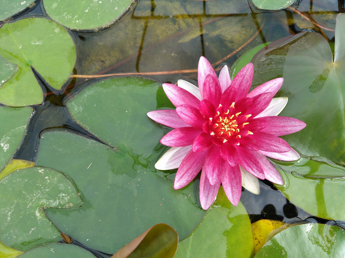 Nymphaea Alba var. Rubra Water Lily, 3 Litre Potted Plant