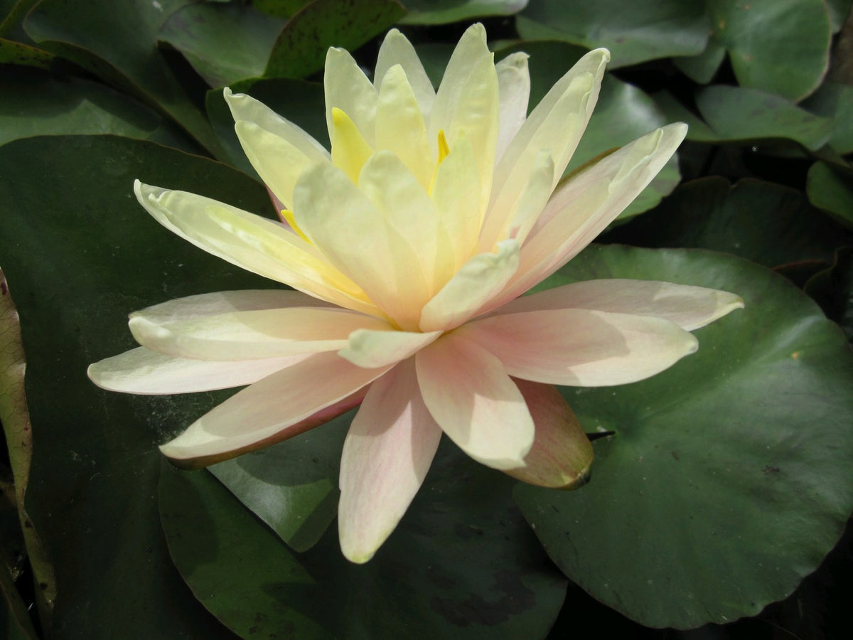 Nymphaea Barbara Dobbins Water Lily