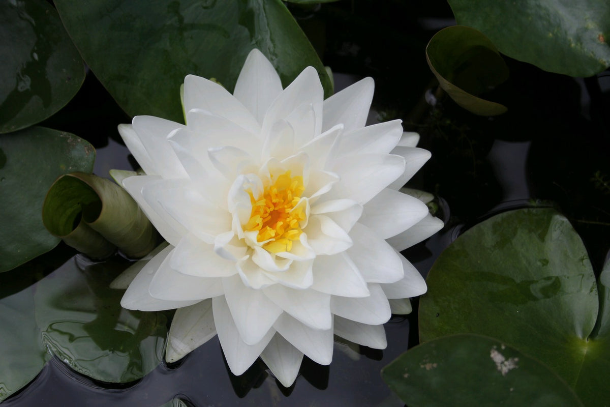 Nymphaea Gonnere White Water Lily