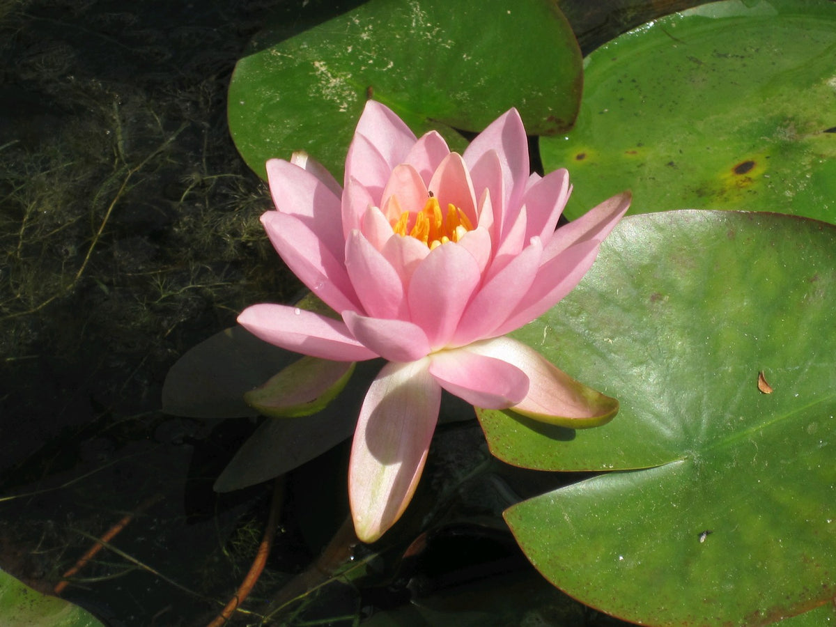 Nymphaea Odorata 'Firecrest' Water Lily - 3 Litre Pond Plant