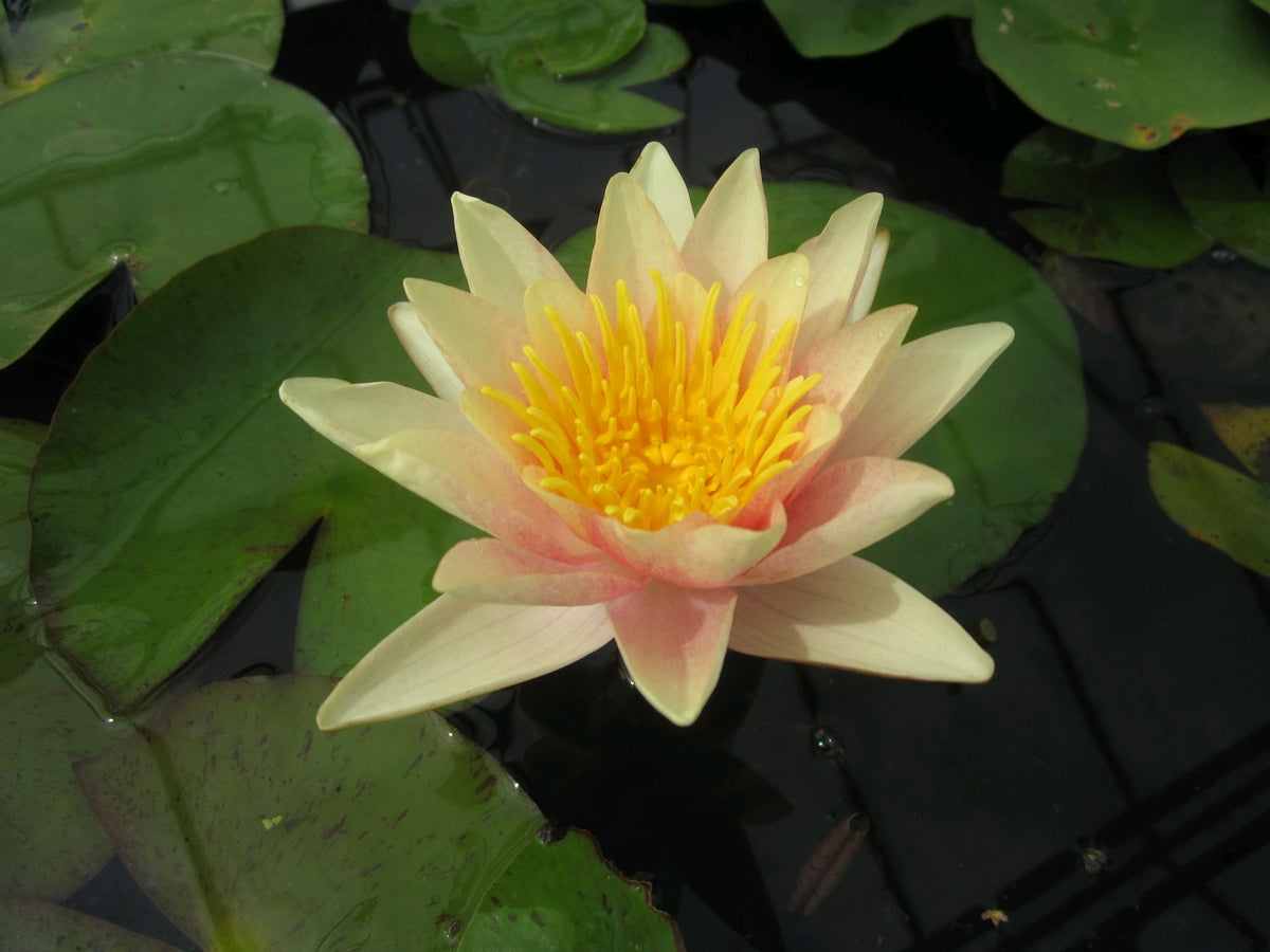 Nymphaea Paul Hariot Water Lily