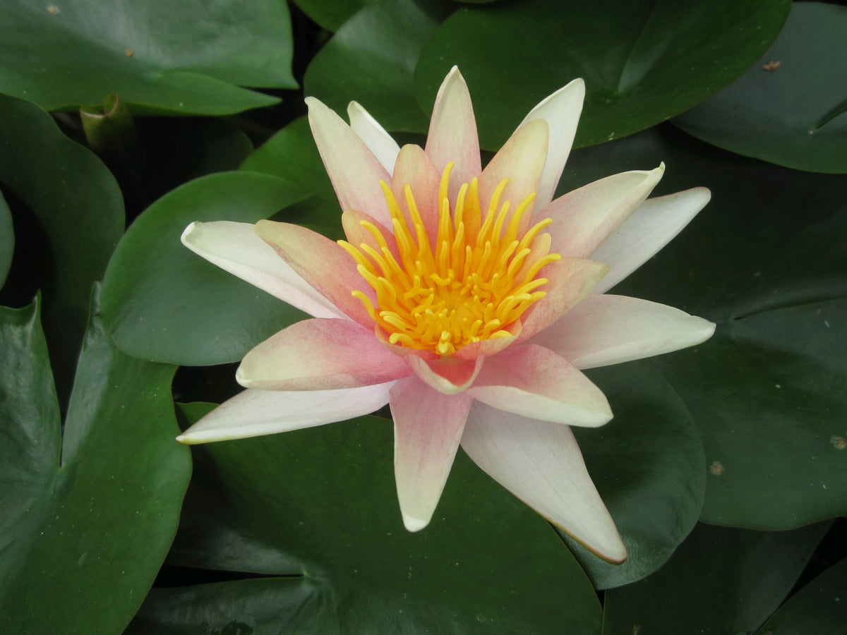 Nymphaea Sioux Water Lily - 3 Litre Pond Plant