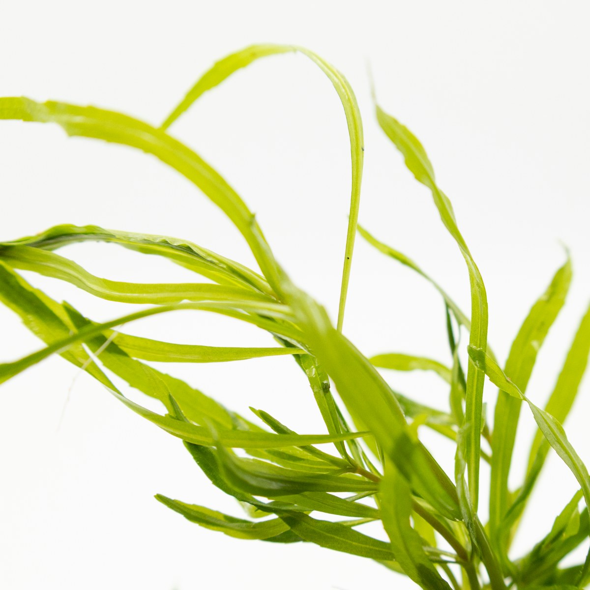 Pogostemon quadrifolius foliage: narrow, slightly wavy leaves on upright stems