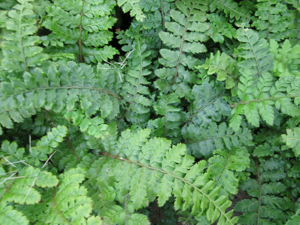 Polystichum polyblepharum Evergreen Fern: Pack of 3 (9cm Pots)