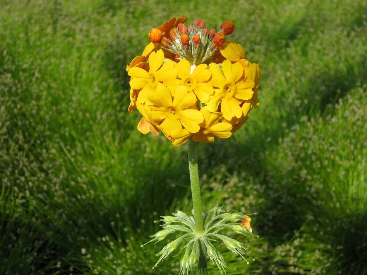 Primula bulleyana Pond Marginal Plant - Pack of 3 (9cm Pots)