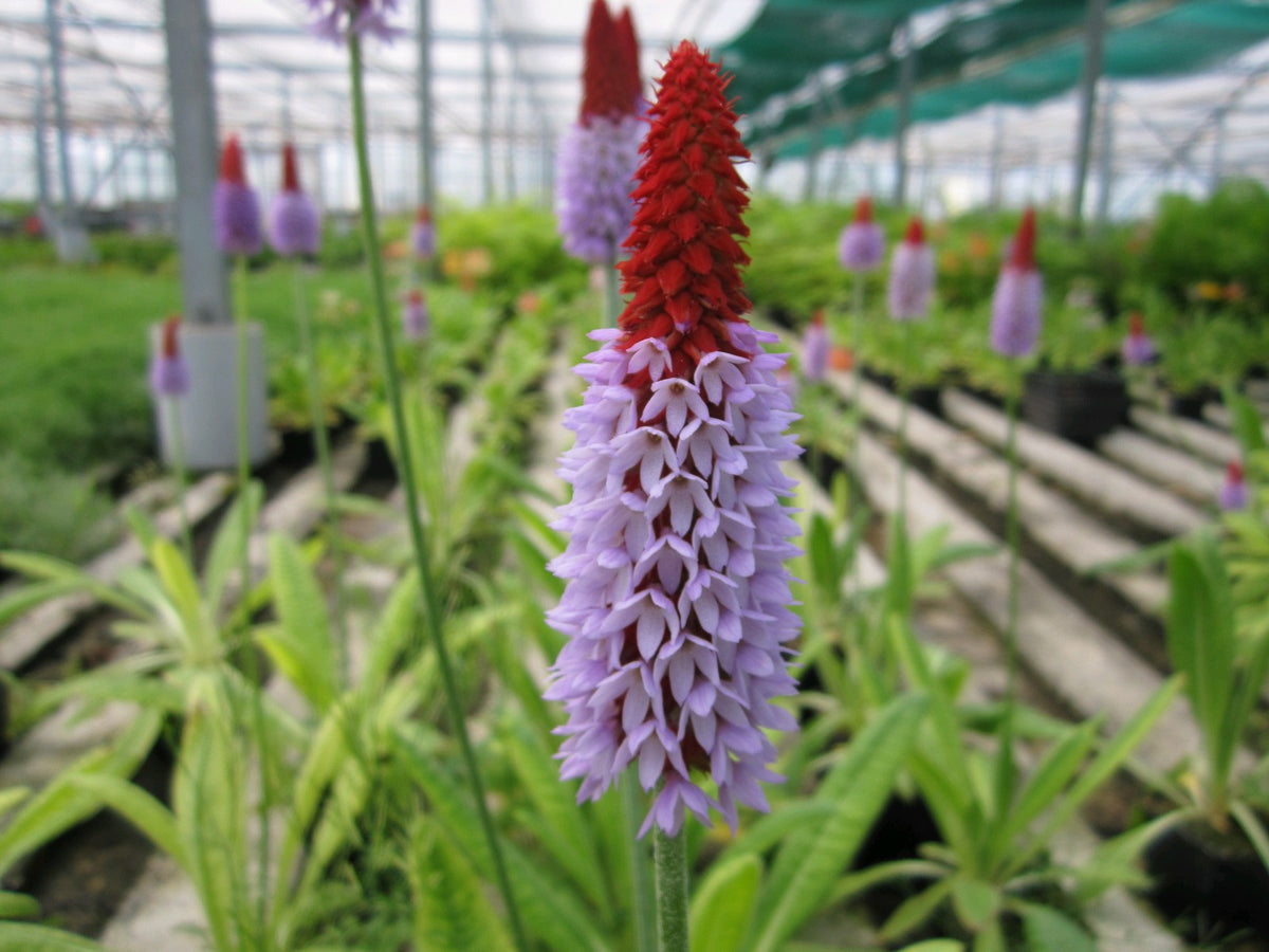 Primula vialii Pond & Bog Plant, Pack of 3 (9cm Pots)