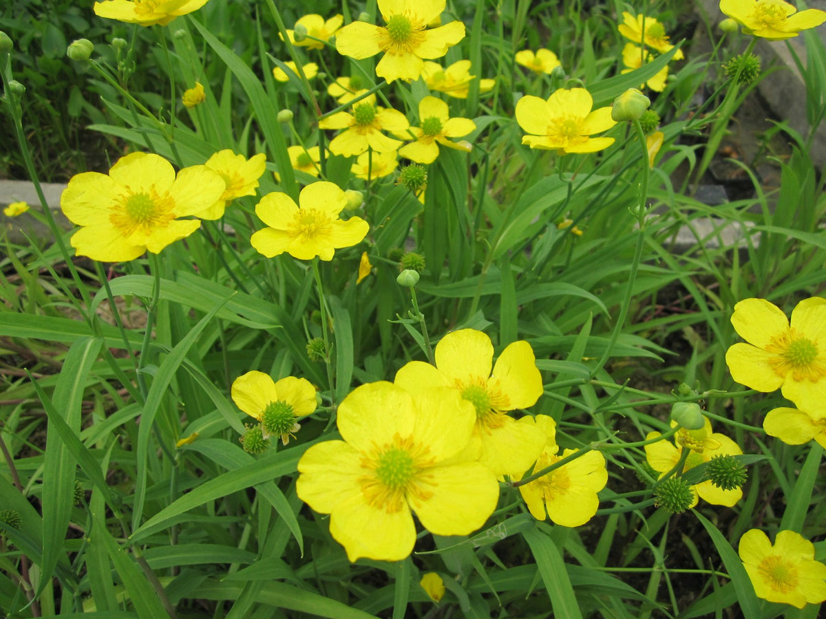 Ranunculus flammula Marginal Pond Plant