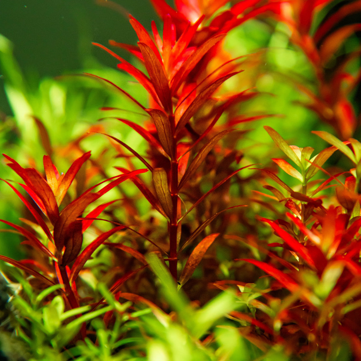 Rotala rotundifolia 'Blood Red' — 1-2-Grow!