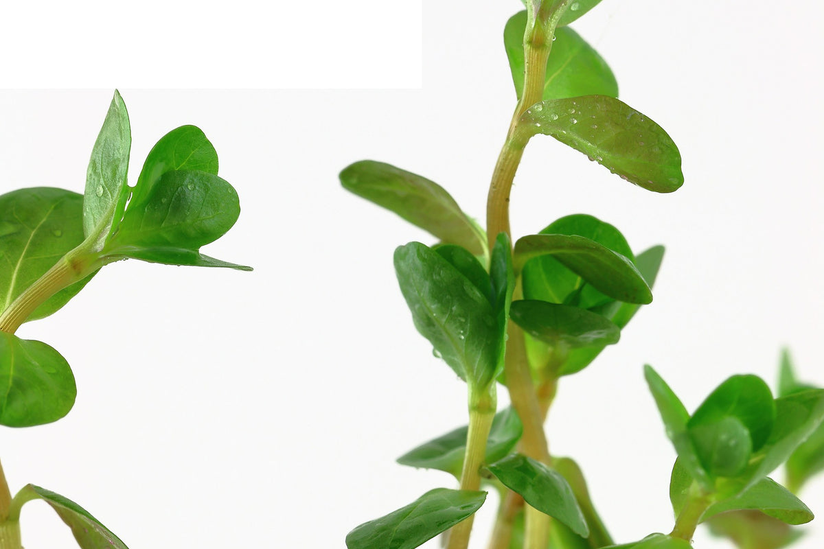 Rotala rotundifolia Potted Aquarium Plant (also sold as Rotala indica) — Potted