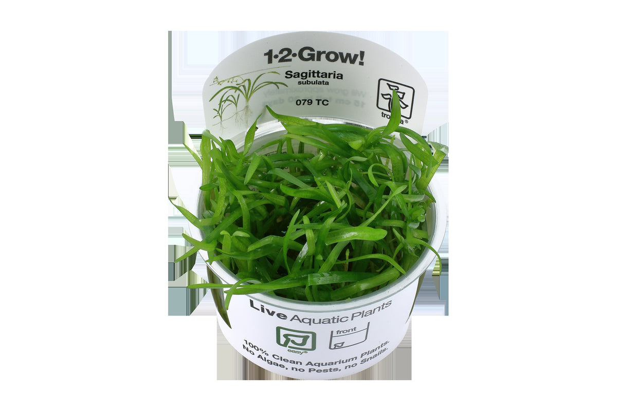 Sagittaria subulata Aquarium Plant — 1-2-Grow!