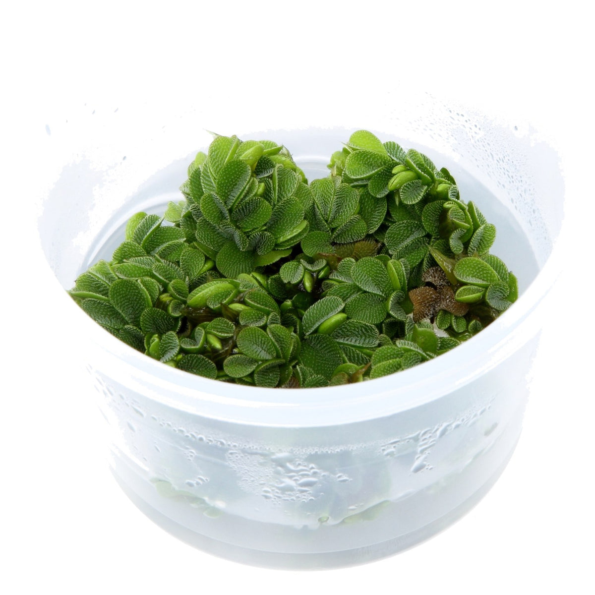 Salvinia minima Floating Fern (1-2-Grow! Format) — 1-2-Grow!