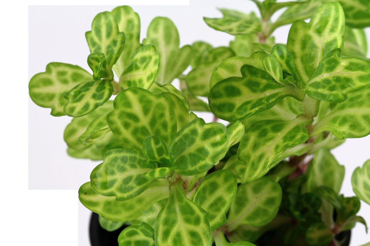 Shinnersia rivularis 'Weiss-Grün' — Potted