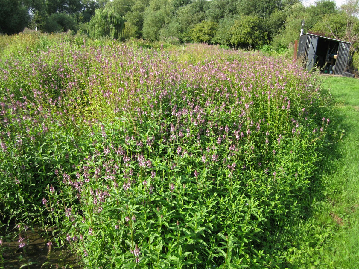Stachys palustris Marginal Pond Plant