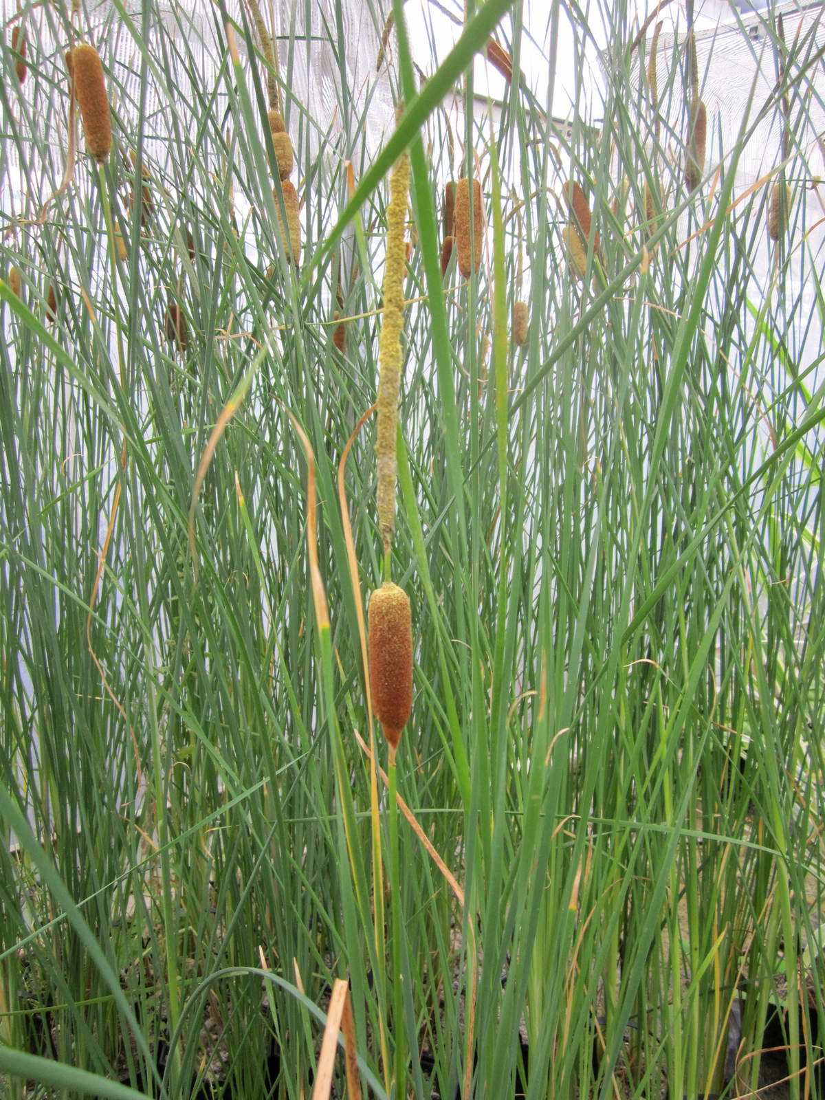 Typha gracilis Marginal Pond Plant