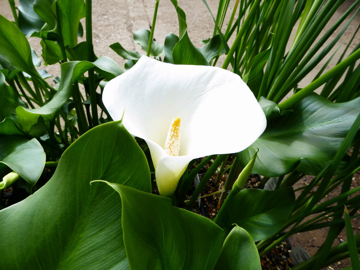 Zantedeschia aethiopica 'Crowborough' Pond Marginal Plant