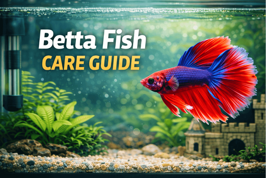 Betta Fish Care in the UK: Tank Size, Heating & Costs