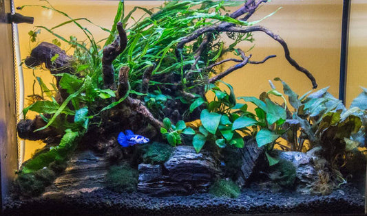 Betta Fish Tank Setup UK: What You Actually Need