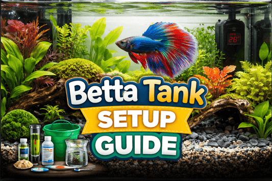 Betta Tank Setup Walkthrough (UK): Step-by-Step Guide