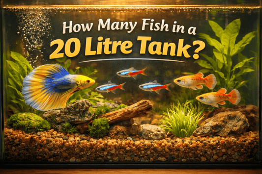 How Many Fish in a 20 Litre Tank? (Honest UK Answer)