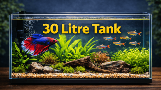 How Many Fish in a 30 Litre Tank? Realistic UK Guide