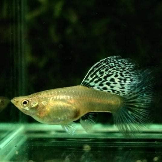 Tiger King Cobra Guppy Trio for Aquariums