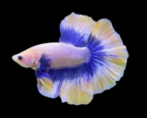 Double Tail Half Moon Betta - Assorted Colors