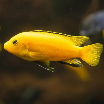 2 Yellow Lab African Cichlid Premium Freshwater Fish
