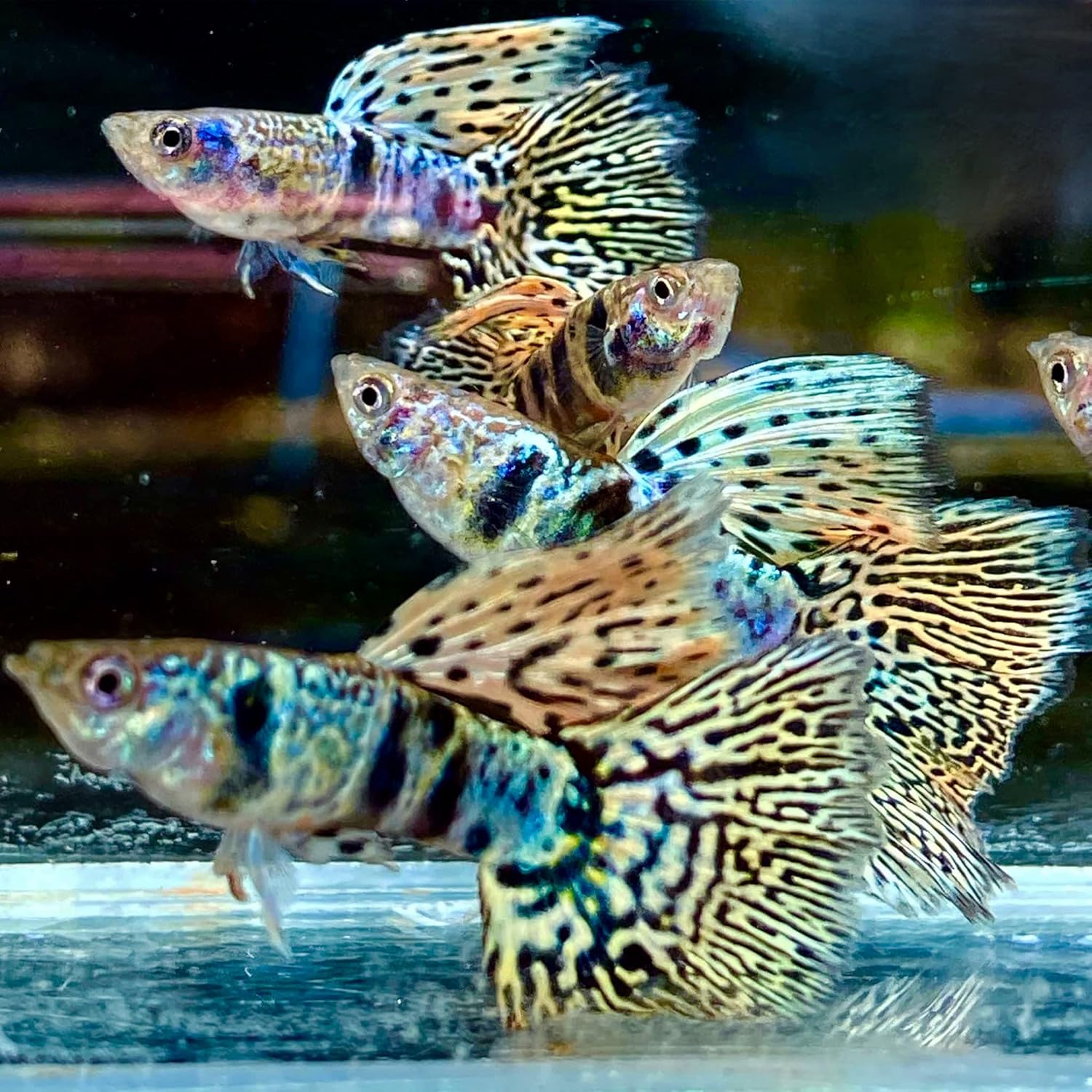 Tiger King Cobra Guppy Trio for Aquariums