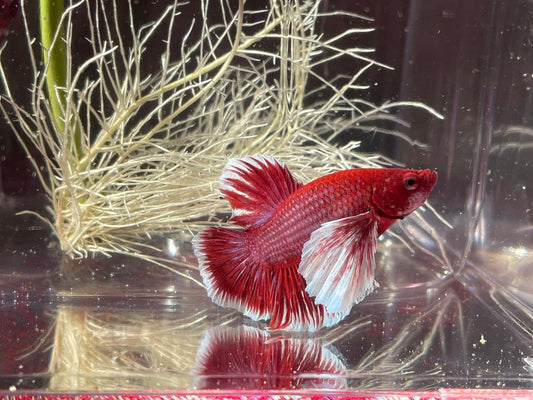 Dumbo Halfmoon Betta - Live Aquarium Tropical Fish