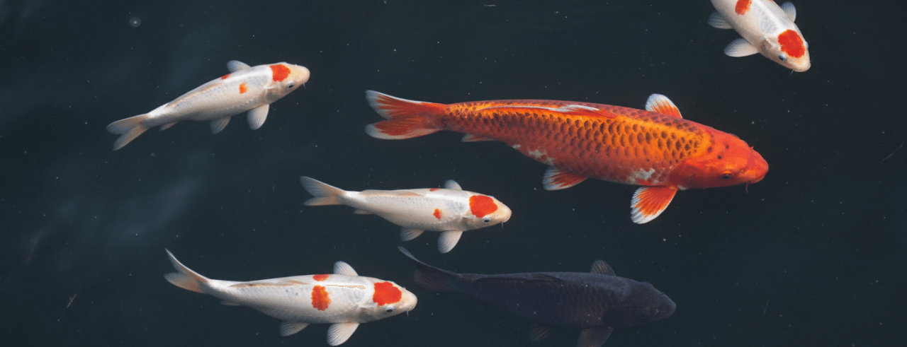 Discover everything you need for expert aquatic products and reliable support to create healthy and vibrant underwater environments.