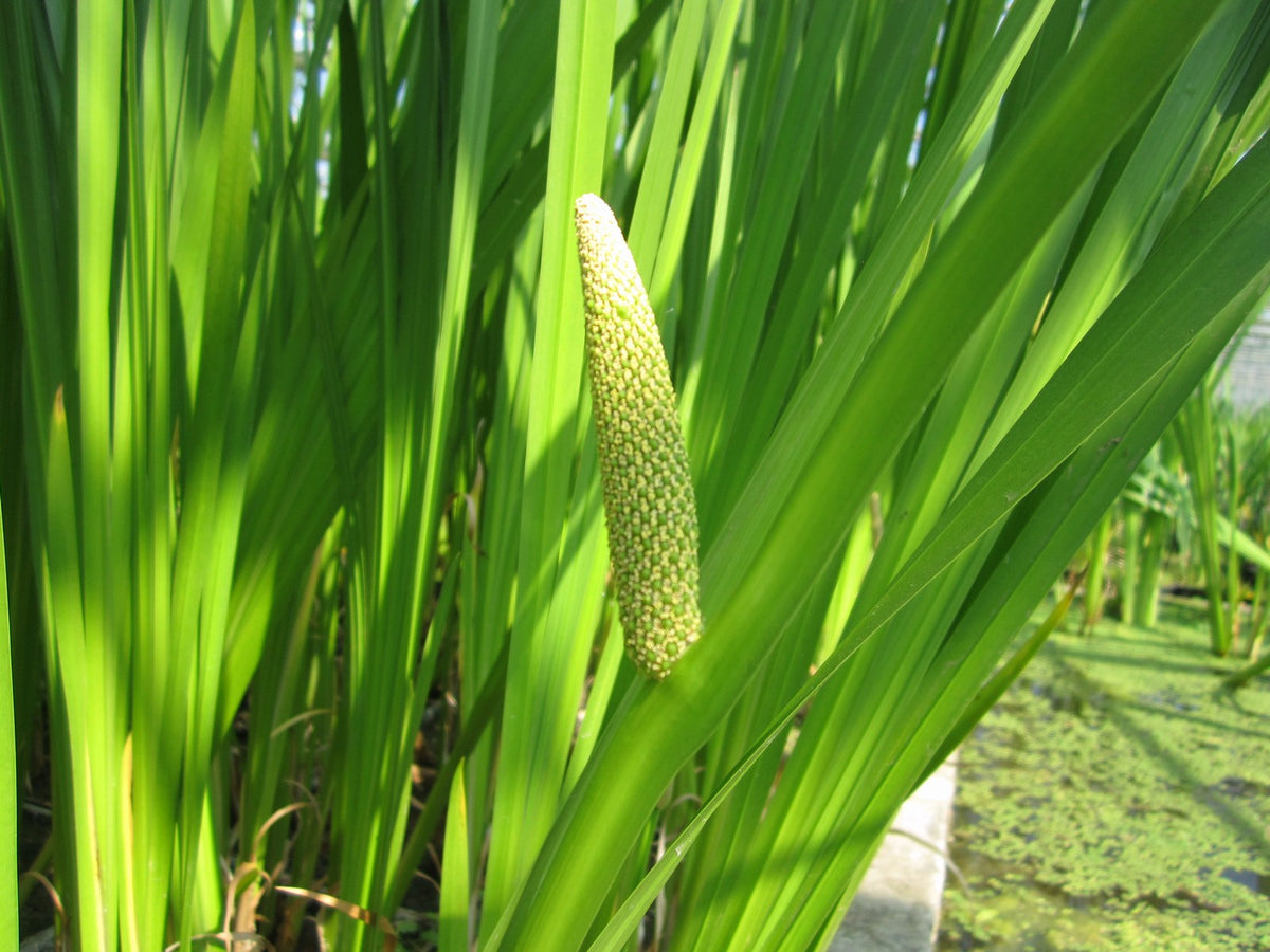 Acorus calamus Marginal Pond Plant