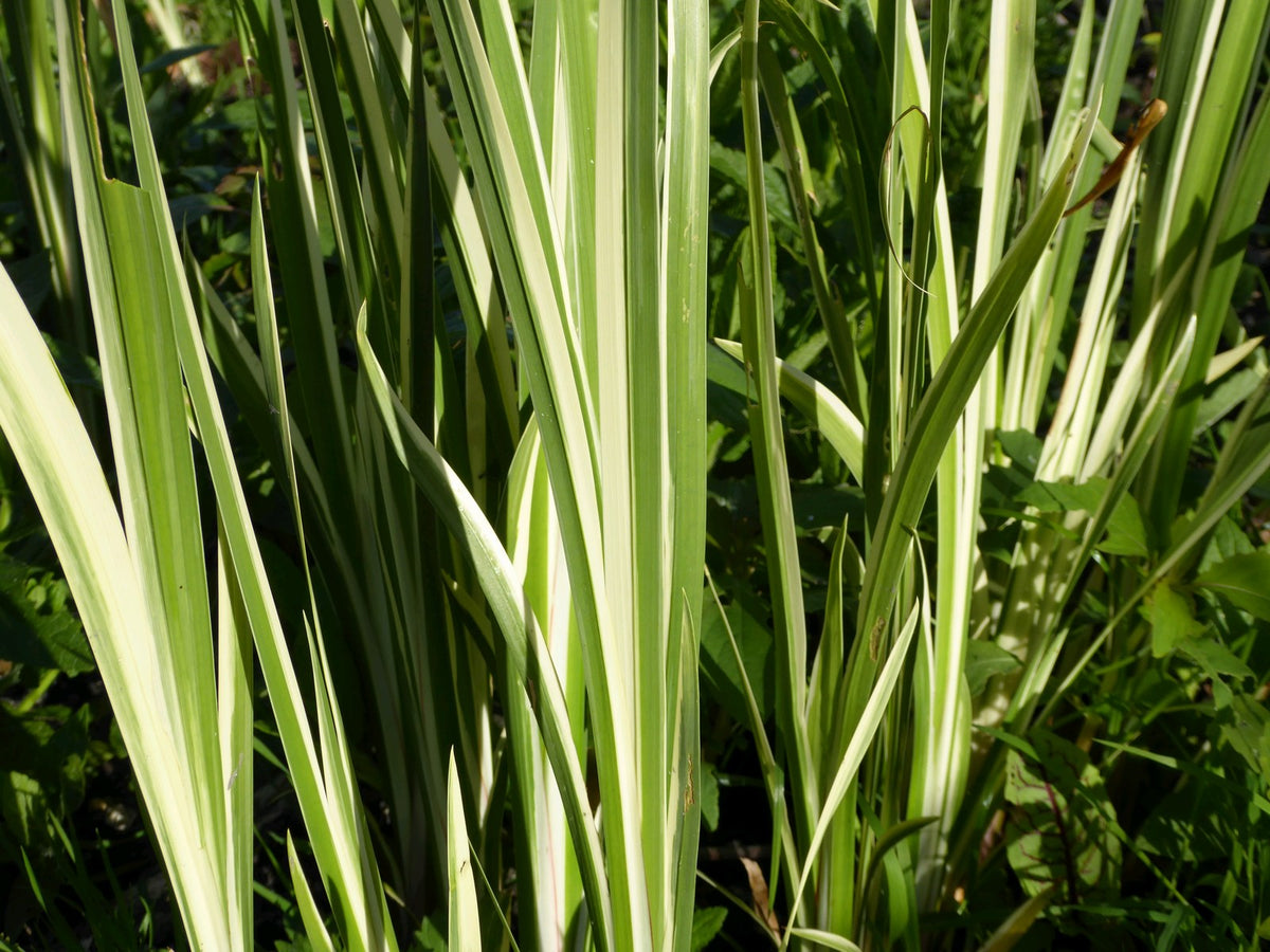 Acorus calamus Variegatus Marginal Pond Plant