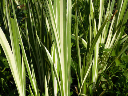Acorus calamus Variegatus Marginal Pond Plant