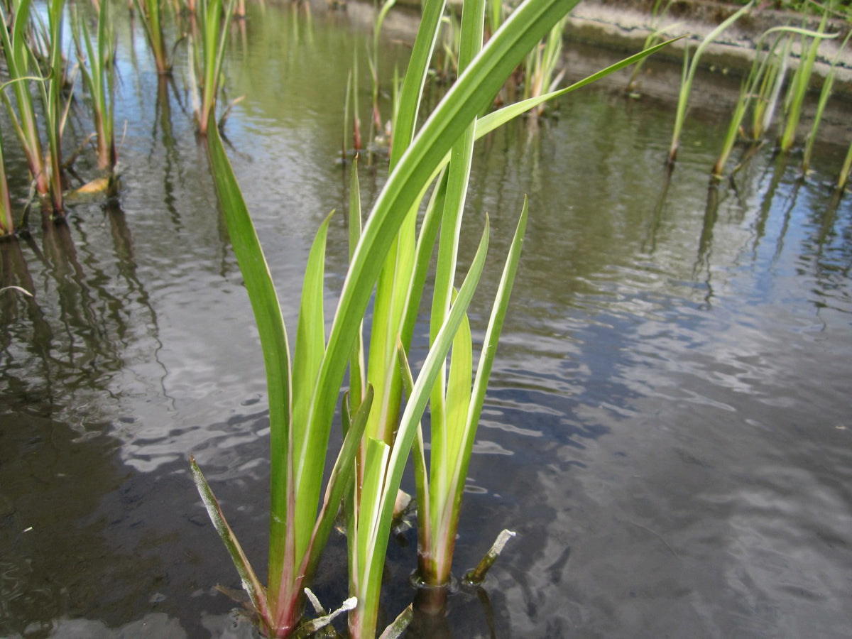 Acorus calamus Variegatus Marginal Pond Plant