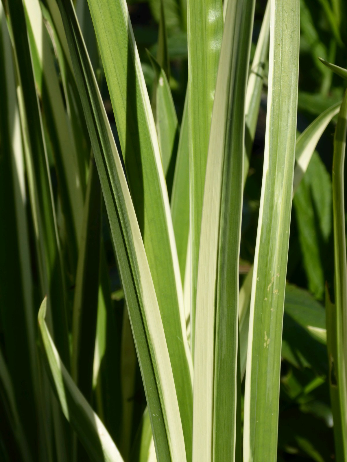 Acorus calamus Variegatus Marginal Pond Plant