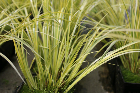 Acorus gramineus 'Ogon' Variegated Marginal Pond Plant