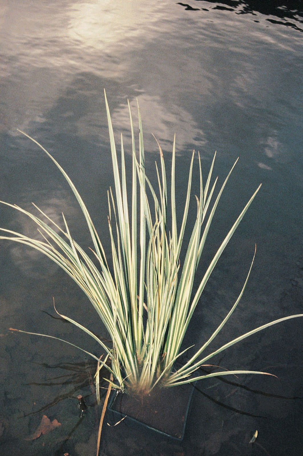 Acorus gramineus Variegatus Marginal Pond Plant