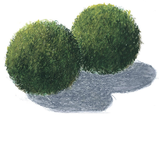 Aegagropila linnaei Moss Balls