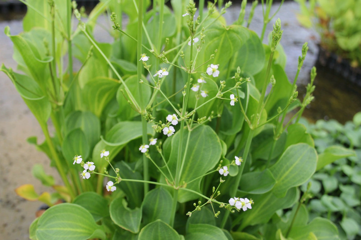 Alisma parviflorum - Compact Marginal Pond Plant