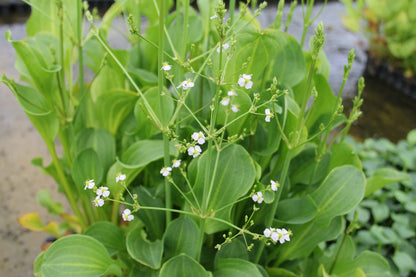 Alisma parviflorum - Compact Marginal Pond Plant