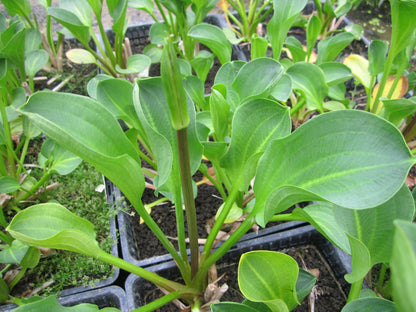 Alisma parviflorum - Compact Marginal Pond Plant