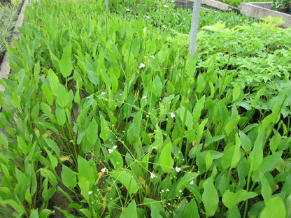 Alisma plantago aquaticum Marginal Pond Plant
