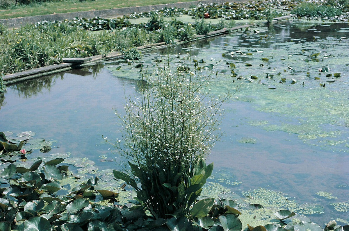 Alisma plantago aquaticum Marginal Pond Plant