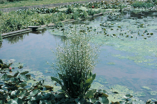 Alisma plantago aquaticum Marginal Pond Plant