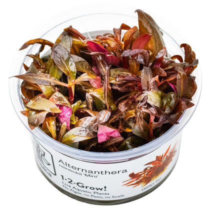 Alternanthera reineckii 'Mini' — 1-2-Grow!