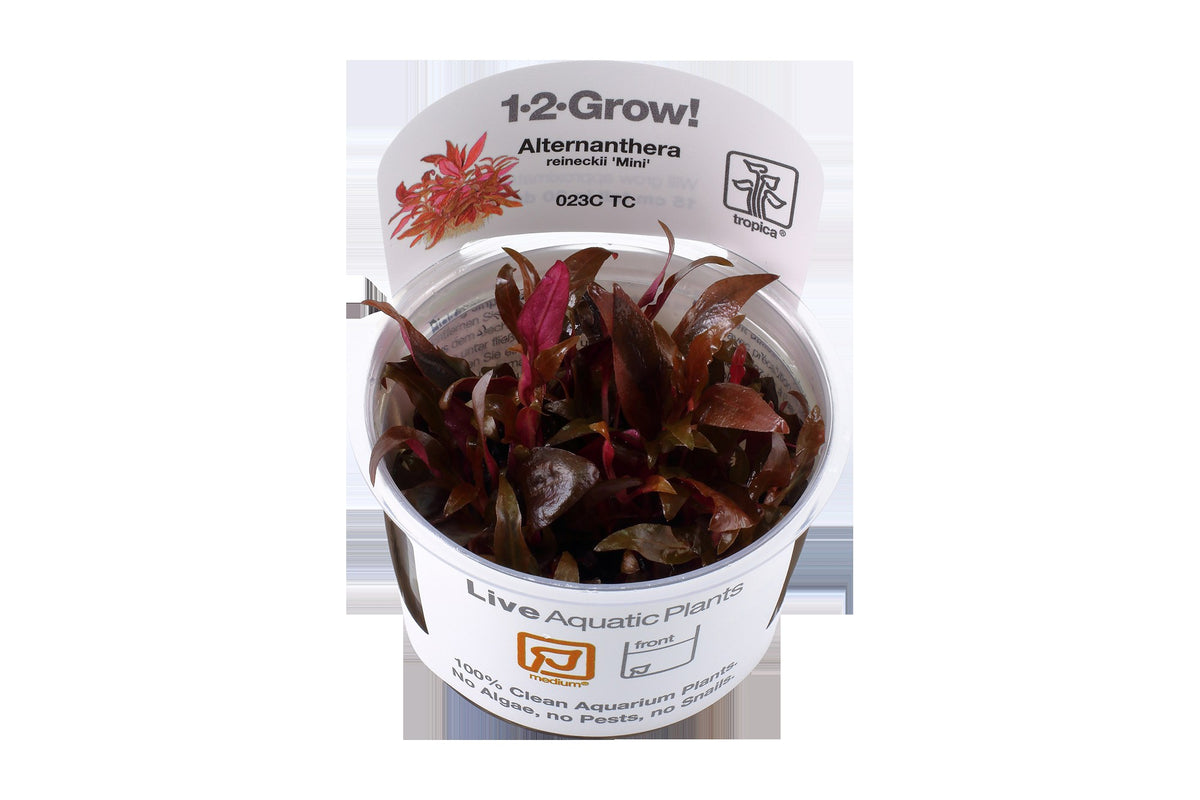 Alternanthera reineckii 'Mini' — 1-2-Grow!