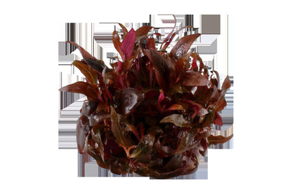 Alternanthera reineckii 'Mini' — 1-2-Grow!