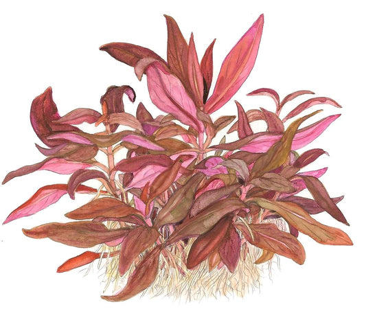 Alternanthera reineckii 'Mini' — 1-2-Grow!
