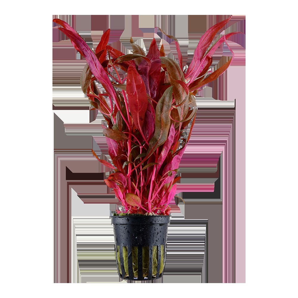 Alternanthera reineckii 'Pink' Aquarium Plant — Potted